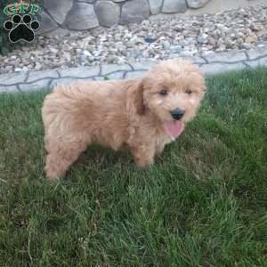 Molly, Mini Goldendoodle Puppy